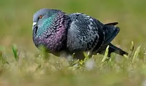 Repellent of pigeons1