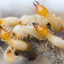 Termite control2