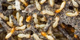 Termite control3 1